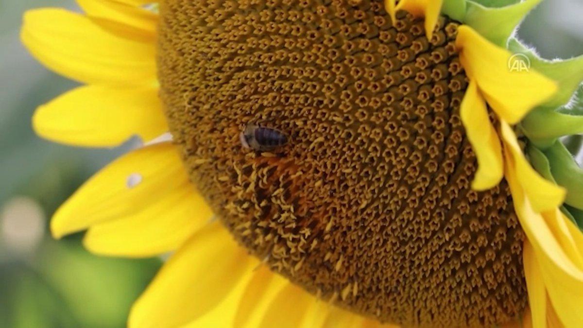 Karabük'te 2 bin dekarlık alana ayçiçeği ekilecek