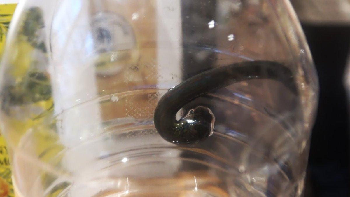 Tıbbı sülük fiyatları 8 kat arttı