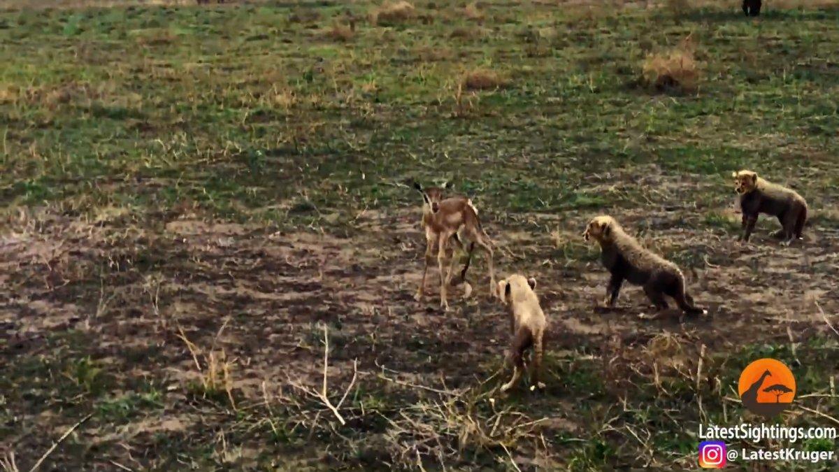 Tanzanya'da anne çitanın yavrularına avlanmayı öğretme anları