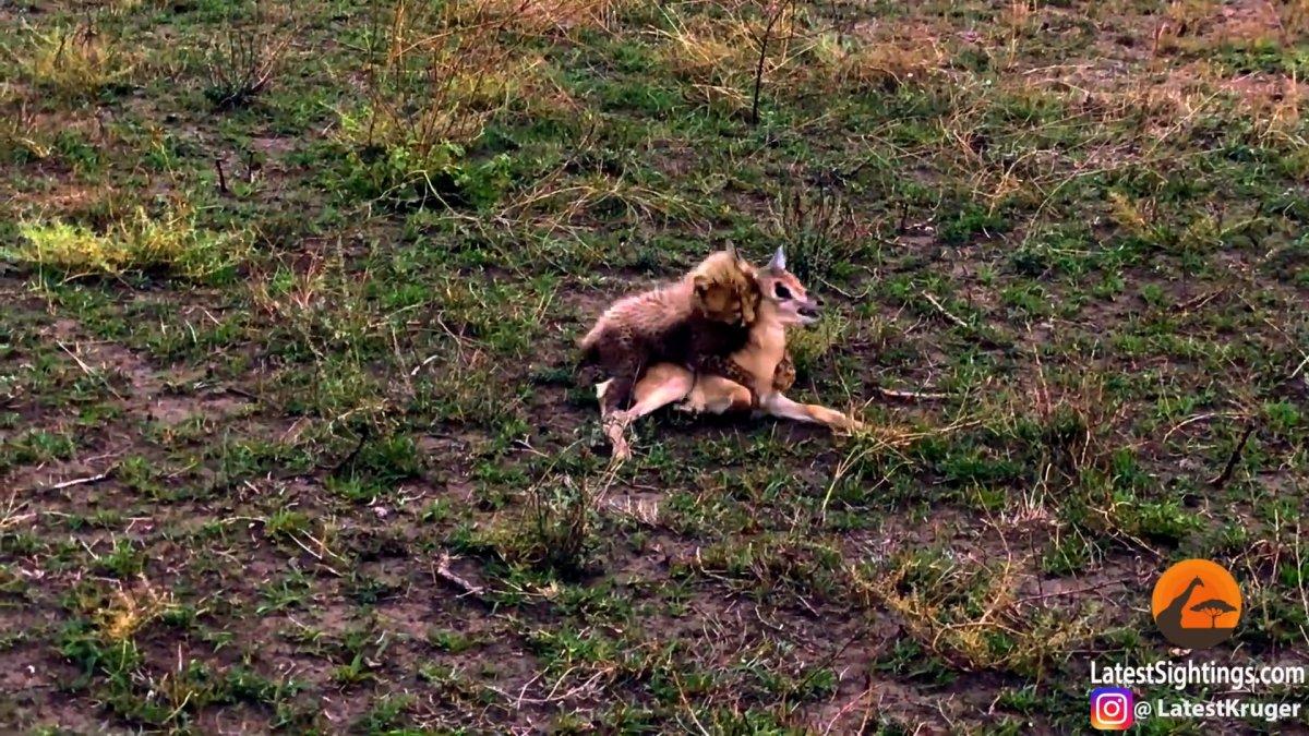 Tanzanya'da anne çitanın yavrularına avlanmayı öğretme anları