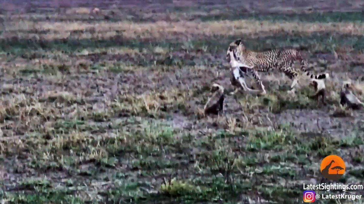 Tanzanya'da anne çitanın yavrularına avlanmayı öğretme anları