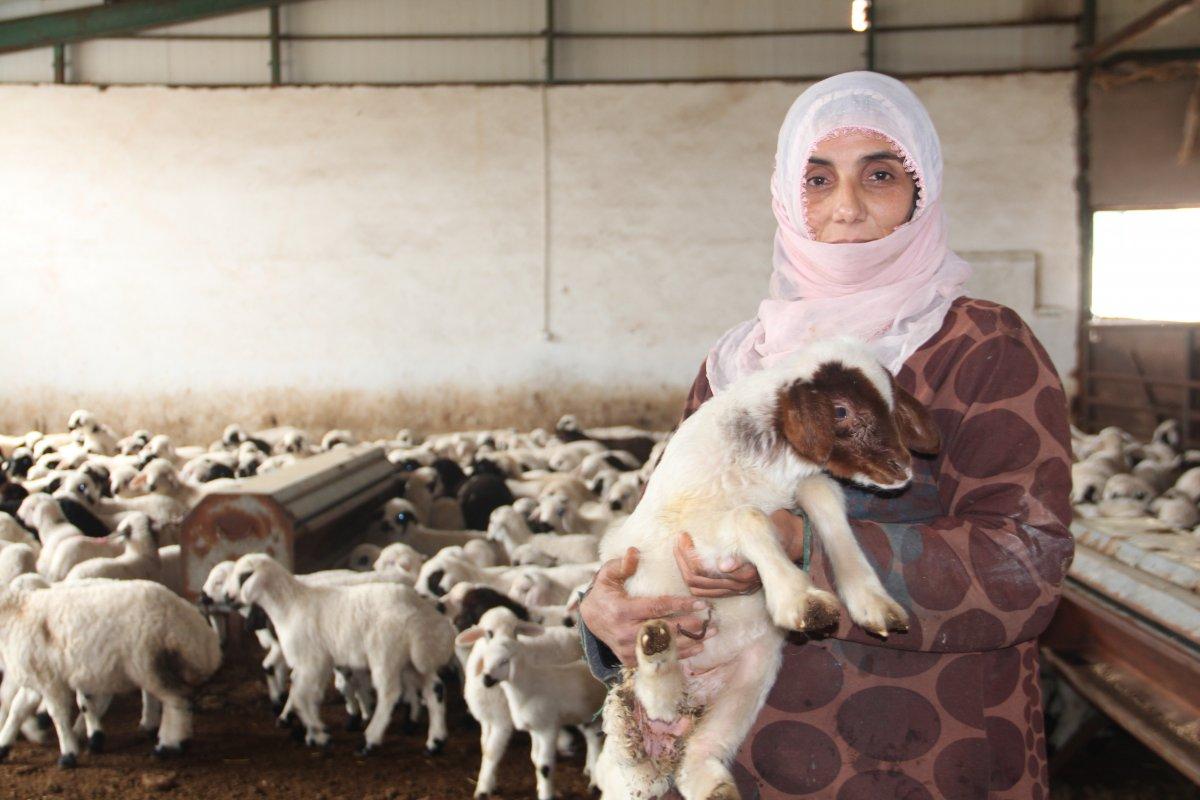 Elazığ’da devlet desteği ile çiftlik sahibi oldu