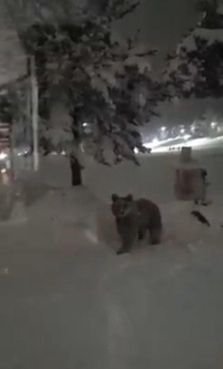 Sarıkamış’ta boz ayı ilçe merkezine indi