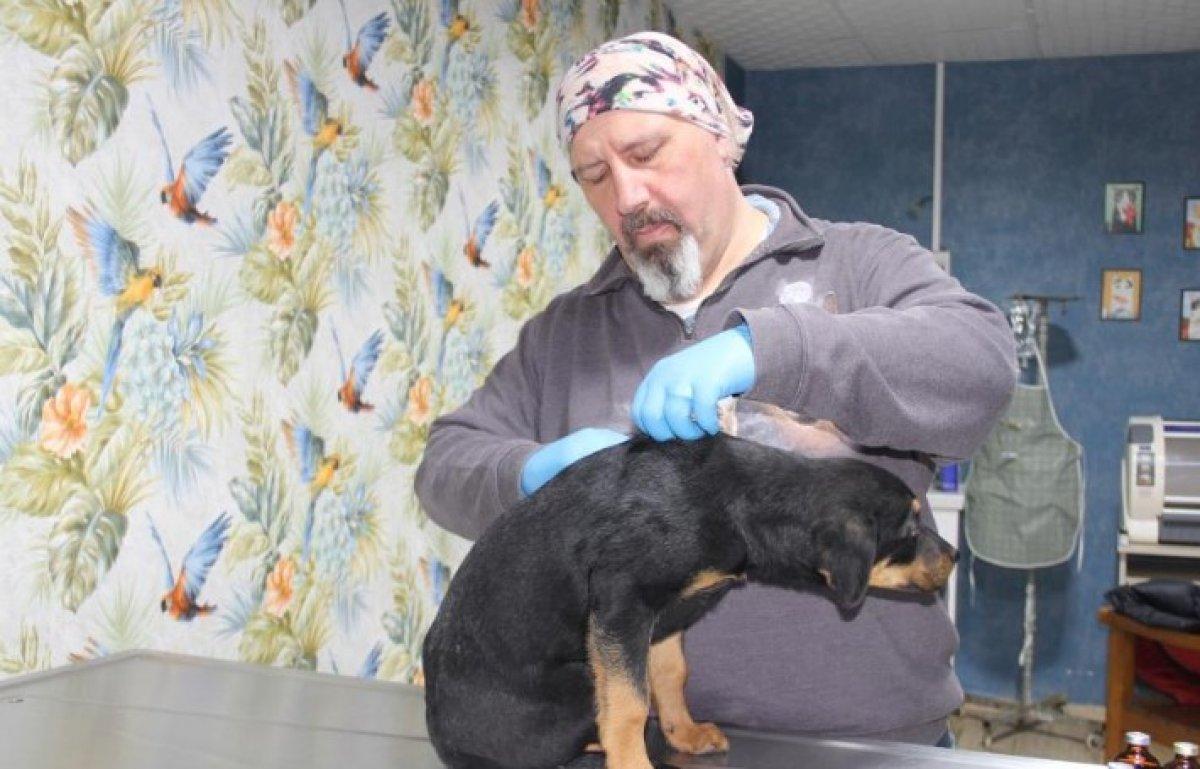 Mersin'de yavru köpeğe kan donduran işkence