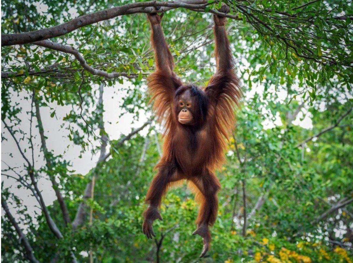 Orangutanlar yeni argo sözcükler geliştirebiliyor