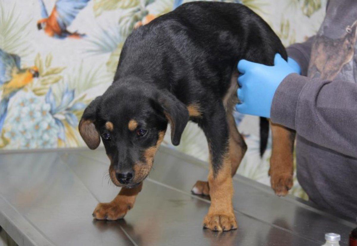 Mersin'de yavru köpeğe kan donduran işkence