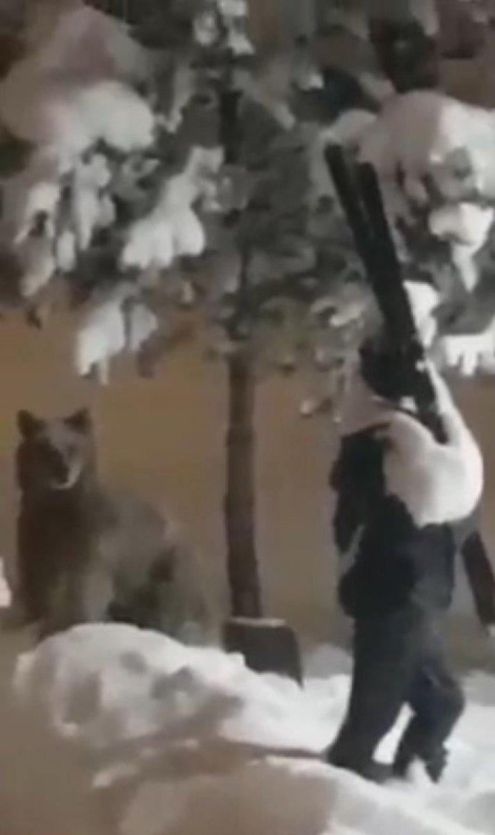 Sarıkamış’ta boz ayı ilçe merkezine indi