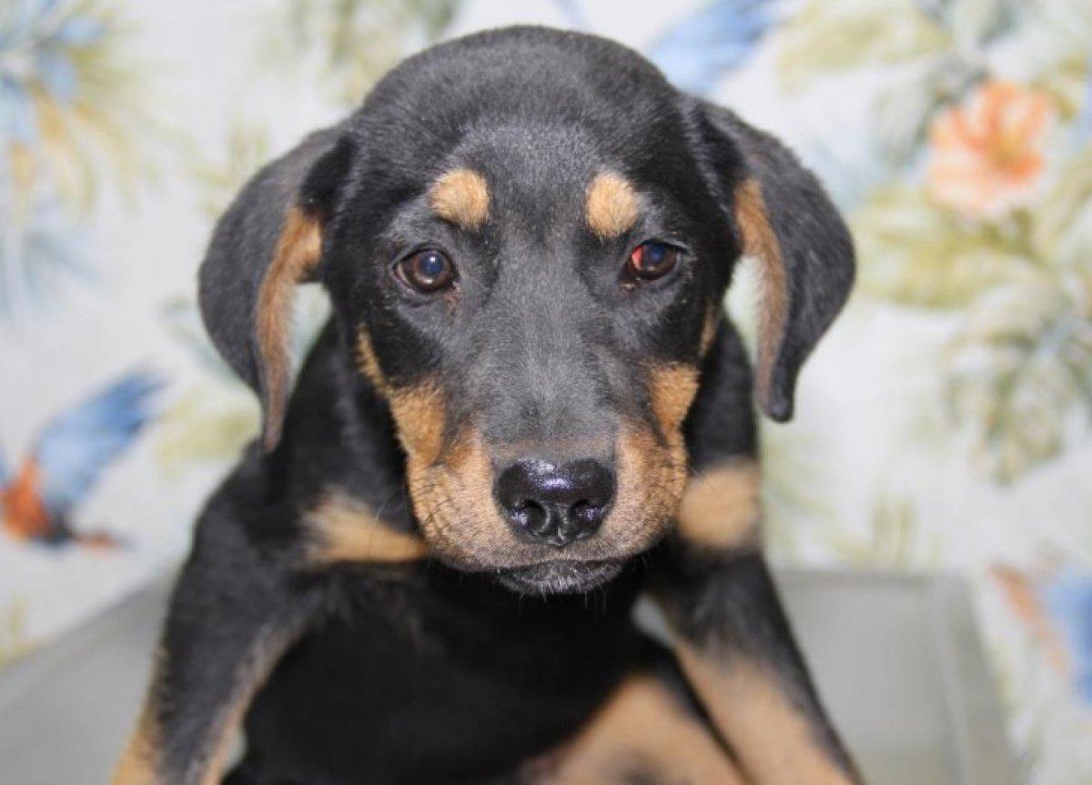 Mersin'de yavru köpeğe kan donduran işkence