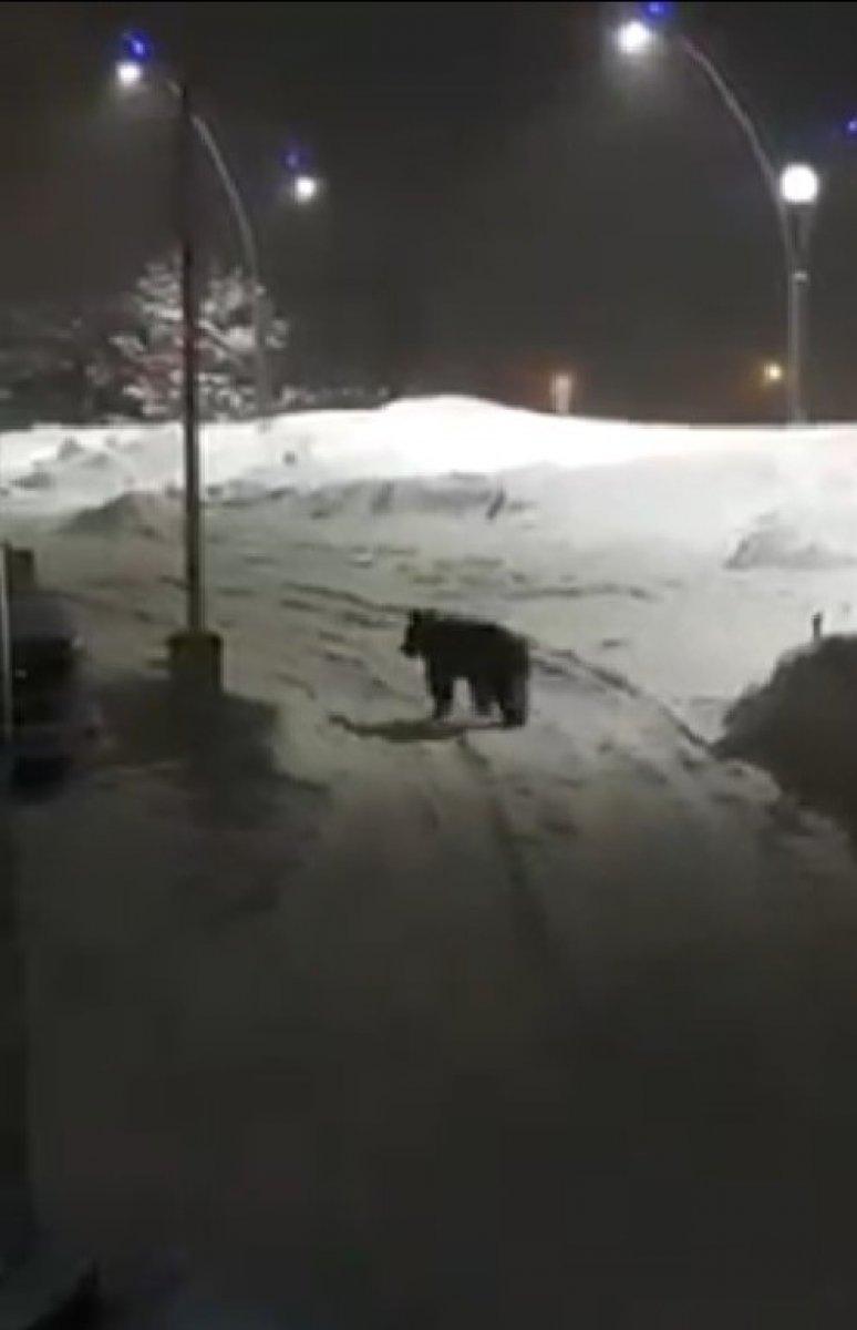 Sarıkamış’ta boz ayı ilçe merkezine indi