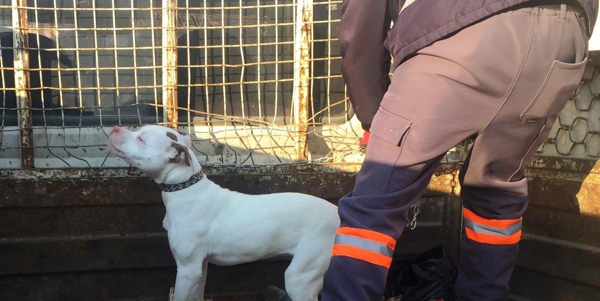 Konya'da bulunan yasaklı ırk köpek yakalanıp barınağa götürüldü
