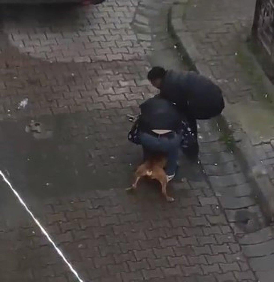 Güngören'de pitbull dehşeti: Isırılan genç güçlükle kurtarıldı