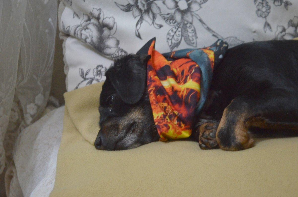 Avcılar'da pitbull bahçedeki köpeğe saldırdı