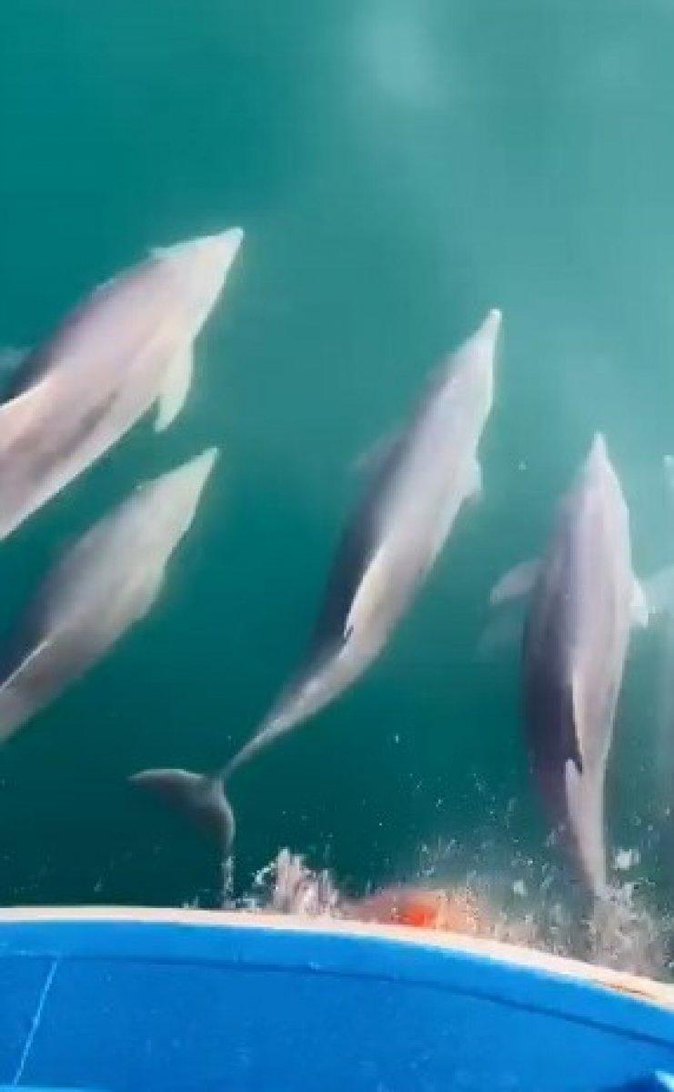 Karadeniz'de yunus sürüsü görüldü