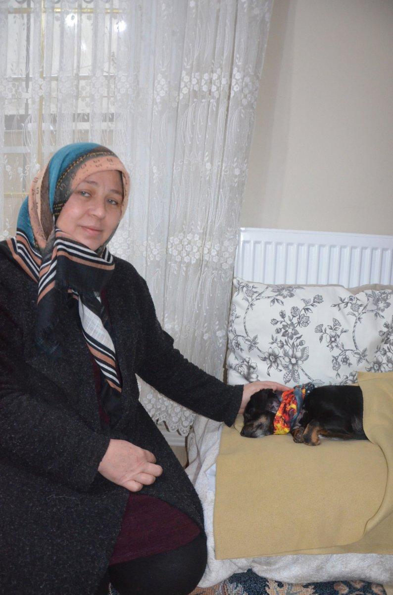 Avcılar'da pitbull bahçedeki köpeğe saldırdı