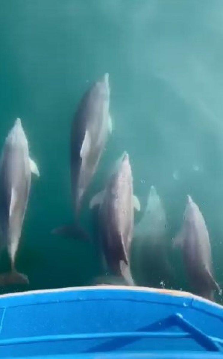 Karadeniz'de yunus sürüsü görüldü