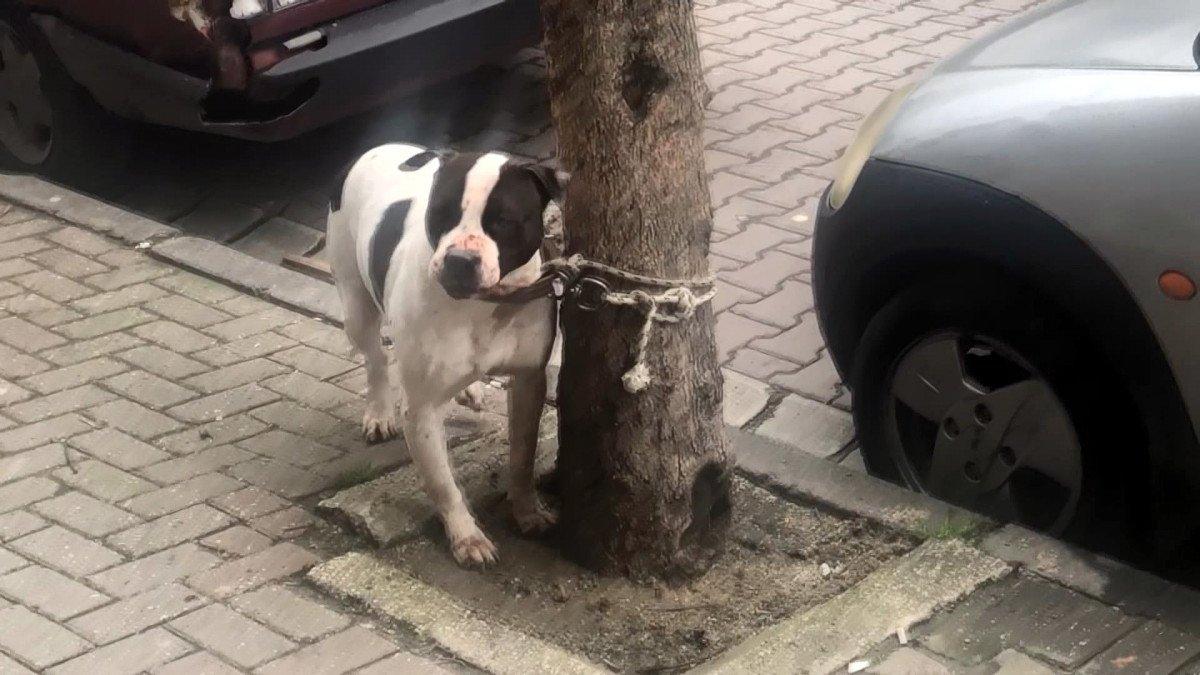 Avcılar'da pitbull bahçedeki köpeğe saldırdı