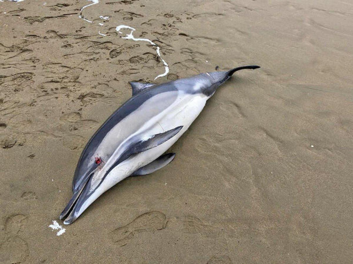 Batı Karadeniz'de boğulma sonucu 80 yunus öldü