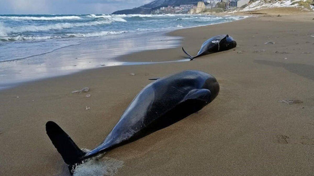 Batı Karadeniz'de boğulma sonucu 80 yunus öldü