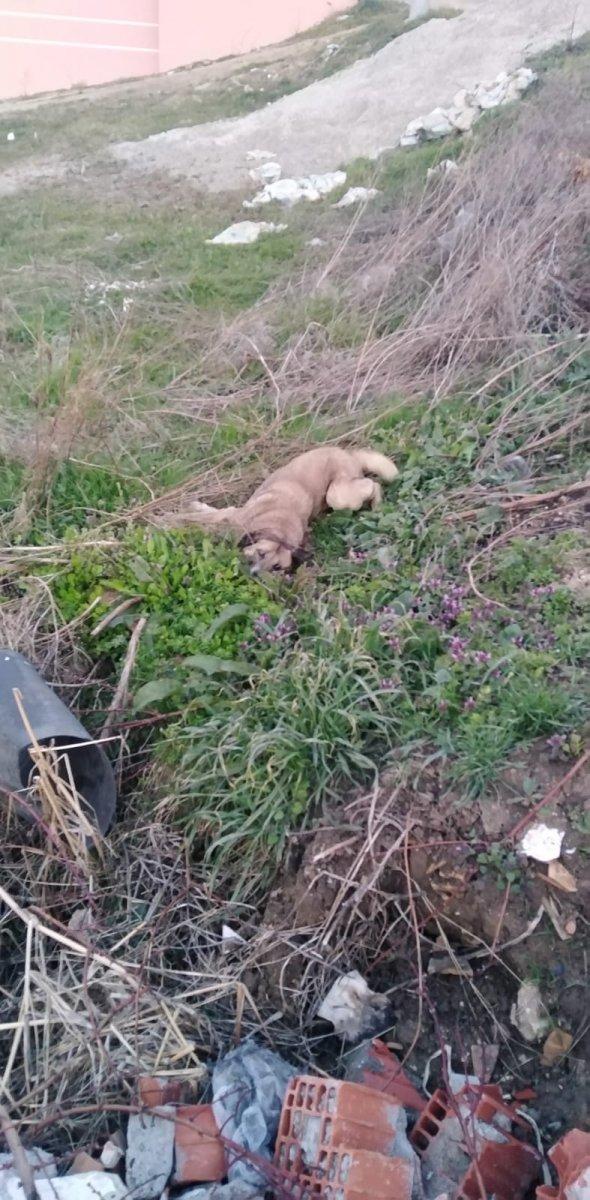 Bursa’da 30 köpek zehirlenerek öldürüldü