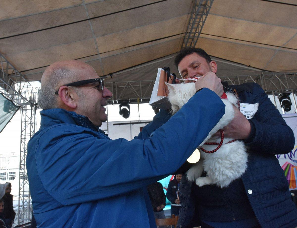 Van’da, kediler arası güzellik yarışması yapıldı