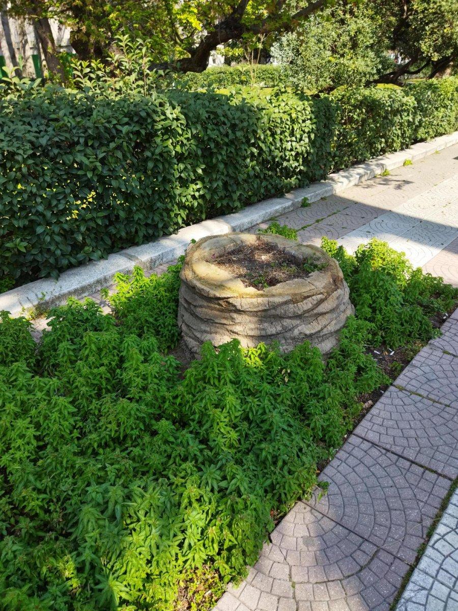 İzmir'de belediye, Kültürpark'taki kuruyan 72 palmiye ağacını kesti