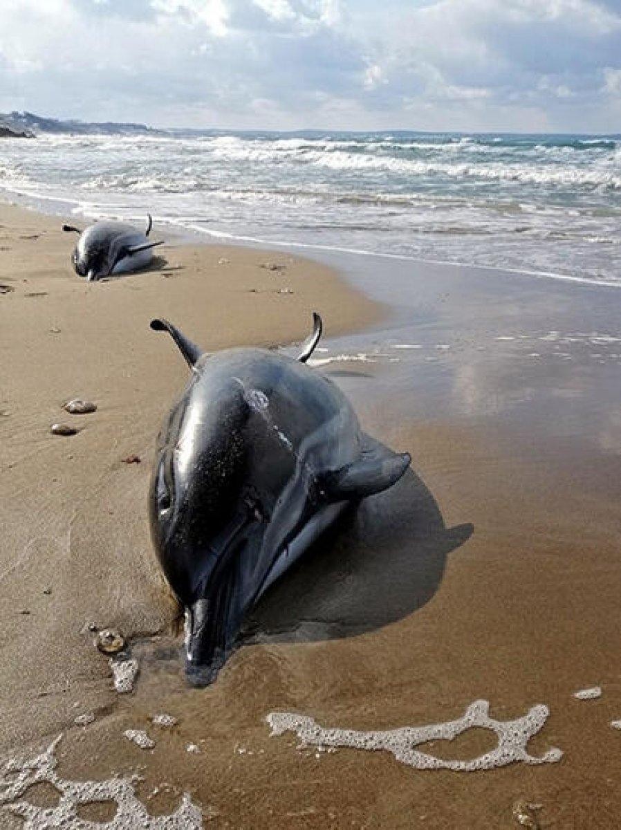 Batı Karadeniz'de boğulma sonucu 80 yunus öldü