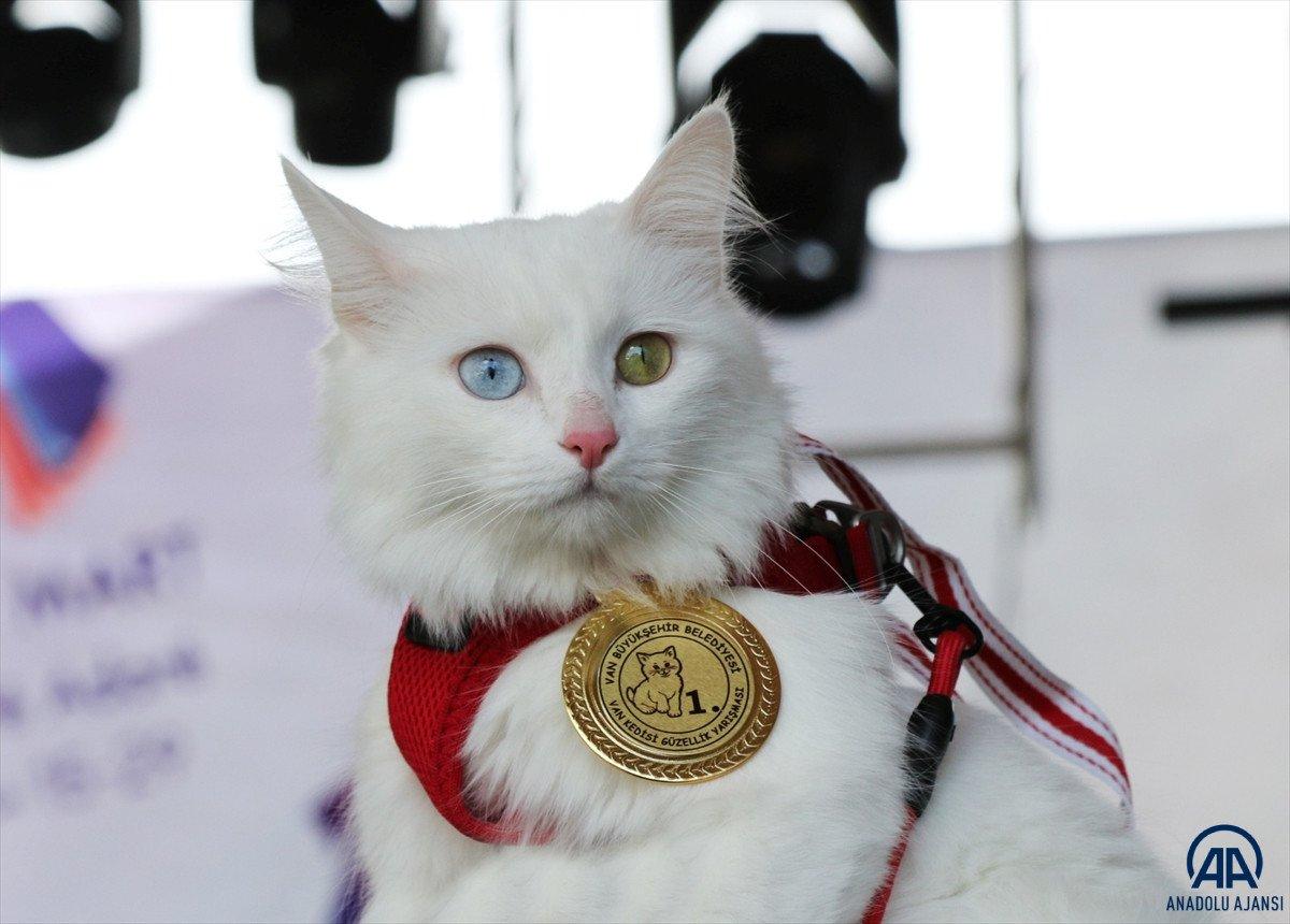 Van’da, kediler arası güzellik yarışması yapıldı