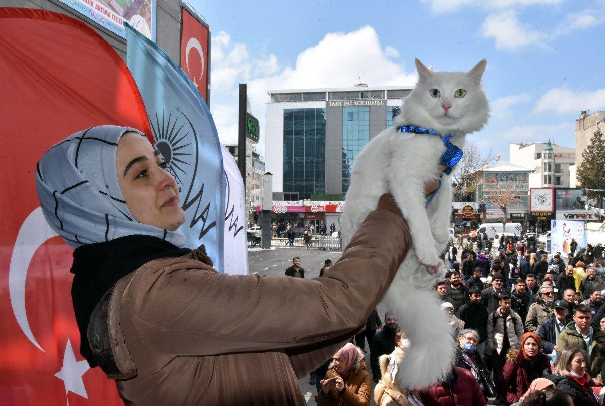 Van’da, kediler arası güzellik yarışması yapıldı