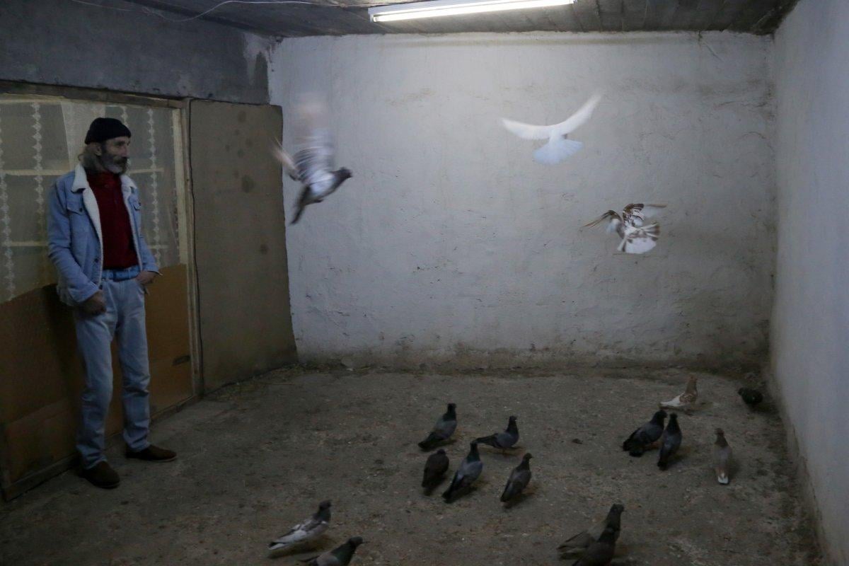 Gümüşhane'nin meşhur güvercini 'Kelkit Tepelisi'