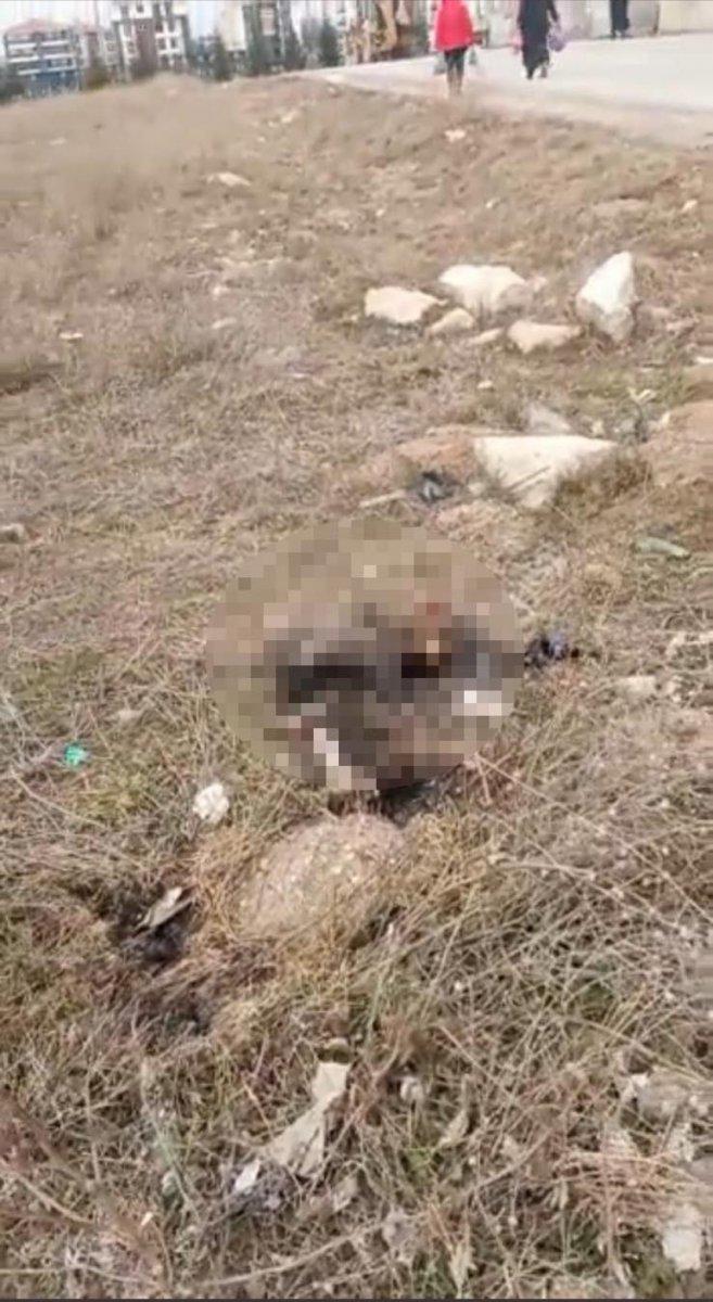 Eskişehir'de bir kedinin yakılarak öldüğü belirlendi
