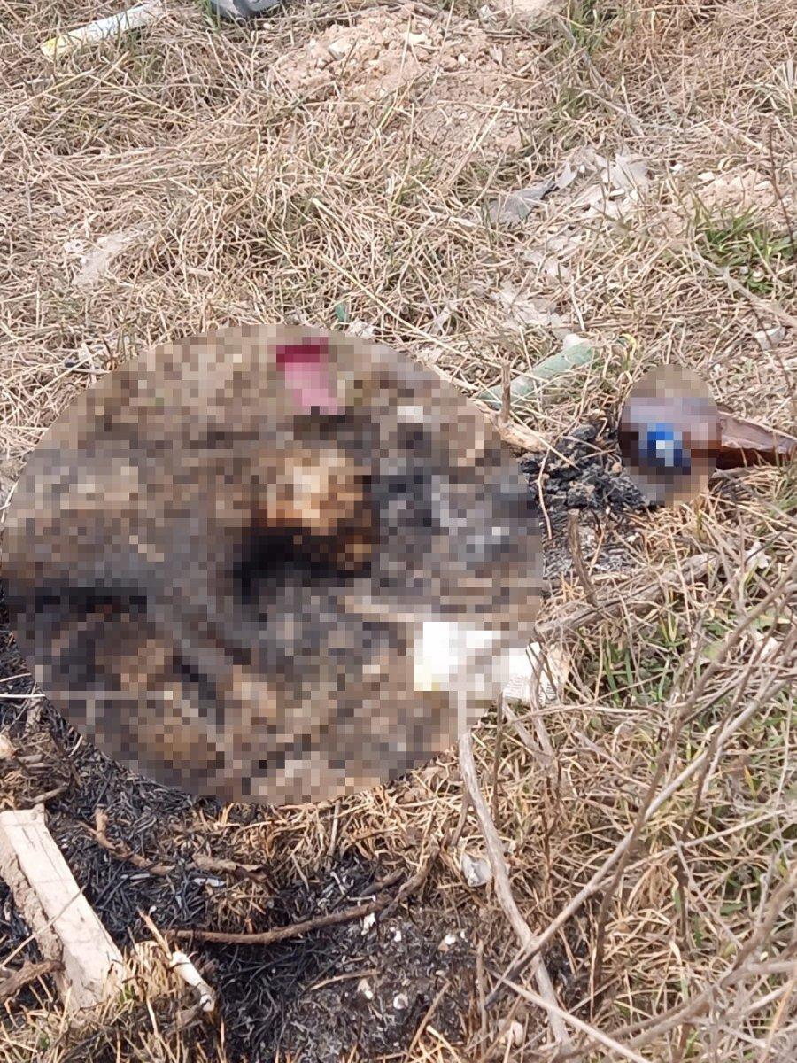 Eskişehir'de bir kedinin yakılarak öldüğü belirlendi