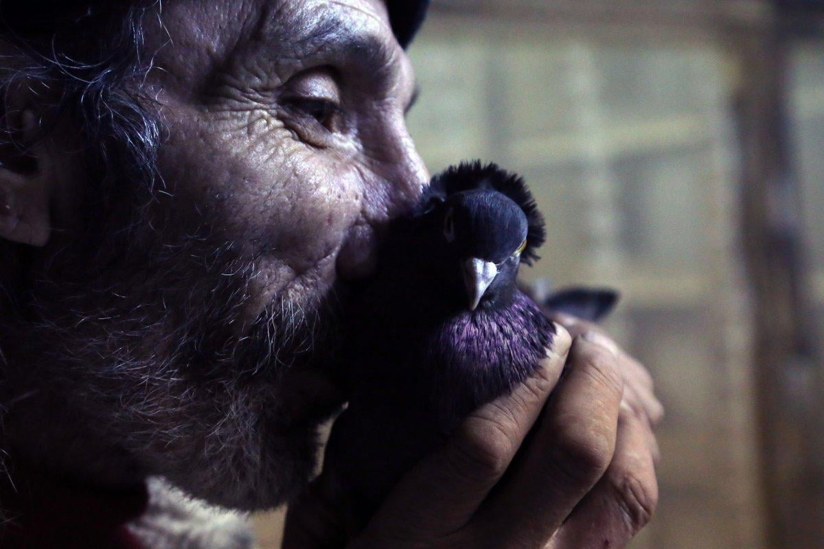 Gümüşhane'nin meşhur güvercini 'Kelkit Tepelisi'