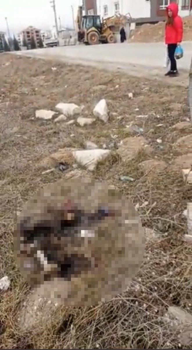 Eskişehir'de bir kedinin yakılarak öldüğü belirlendi