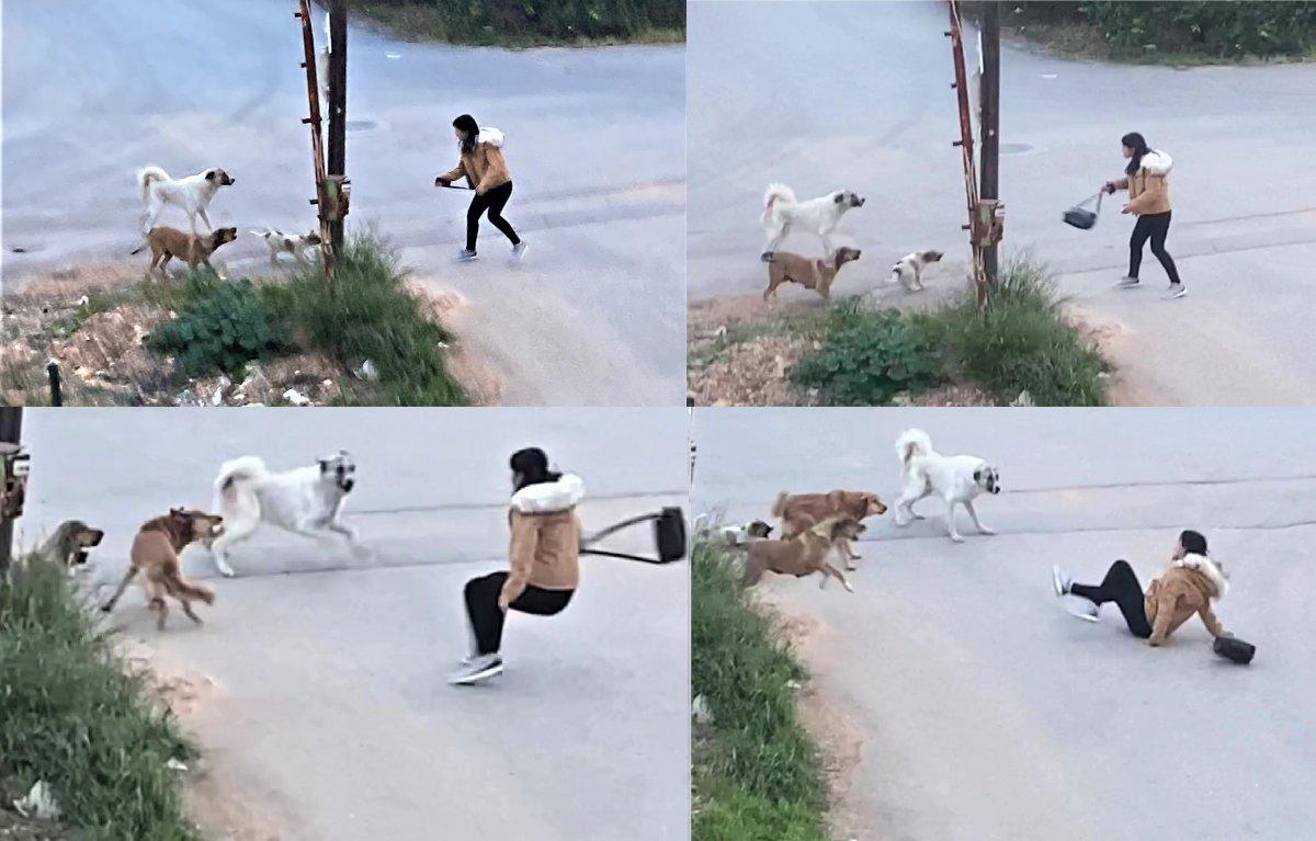 Mersin’de sokak köpekleri genç kıza saldırdı