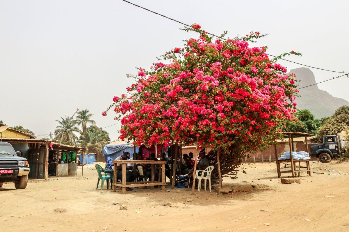 Varlık içinde yokluk çeken Afrika ülkesi: Gine