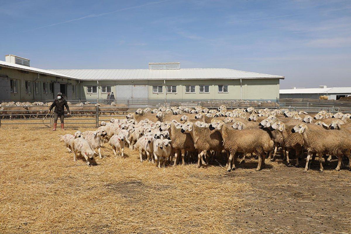 Sivas'ta baharın müjdecisi kuzular, annelerine kavuştu