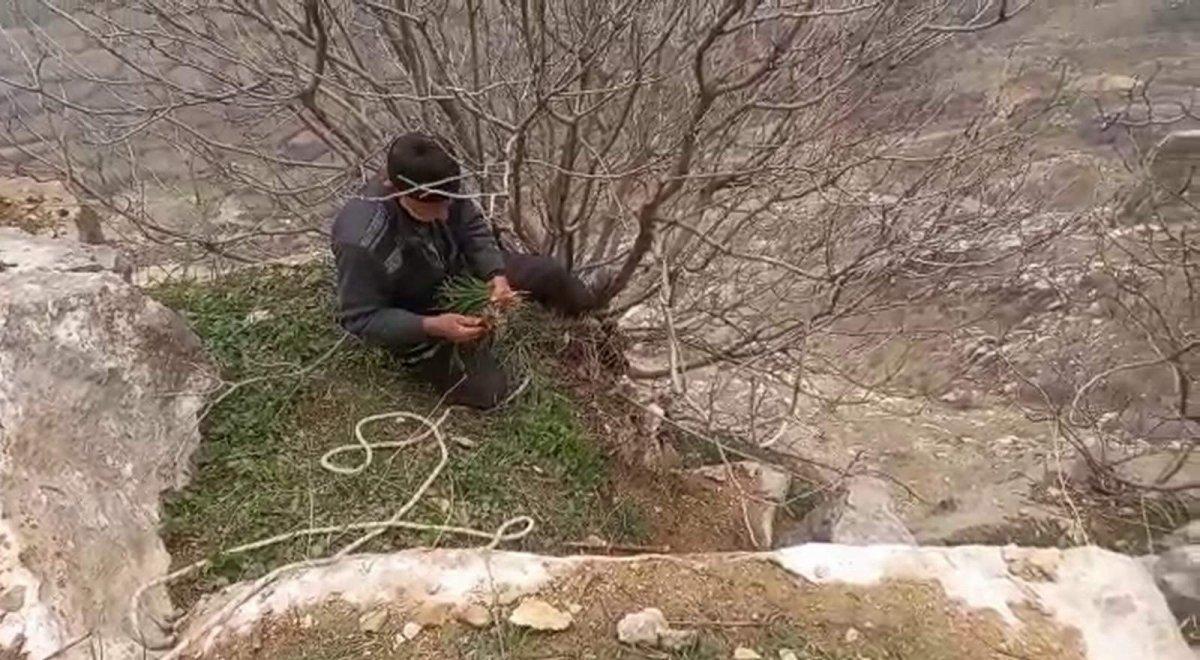 Siirt'te şifalı soryaz bitkisini toplamak için, dik yamaçlarda ölüme meydan okudu