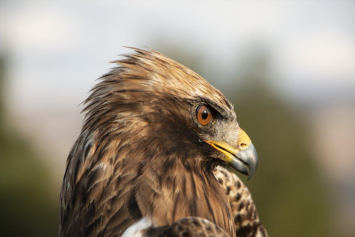 Iğdır’dan yola çıkan kartal, 6 ayda 20 bin kilometre uçtu