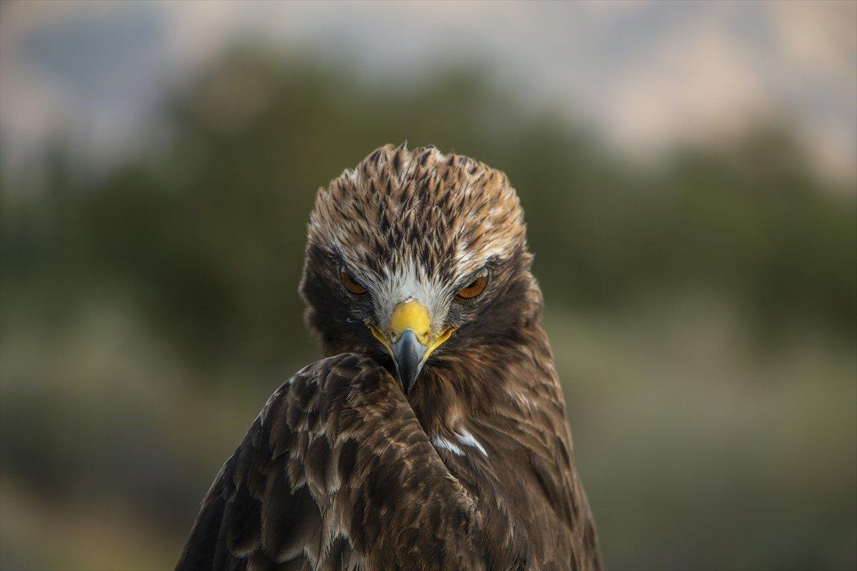 Iğdır’dan yola çıkan kartal, 6 ayda 20 bin kilometre uçtu