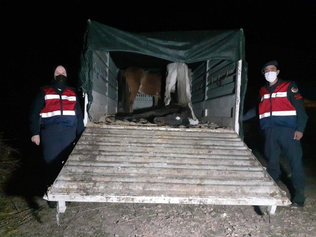 Manisa'da eşek etini piyasaya sürmeye çalışanlara suçüstü yapıldı