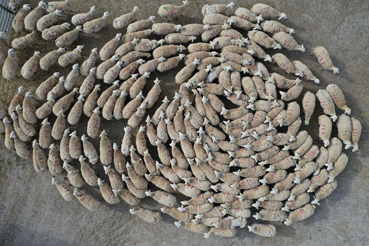 Sivas'ta baharın müjdecisi kuzular, annelerine kavuştu