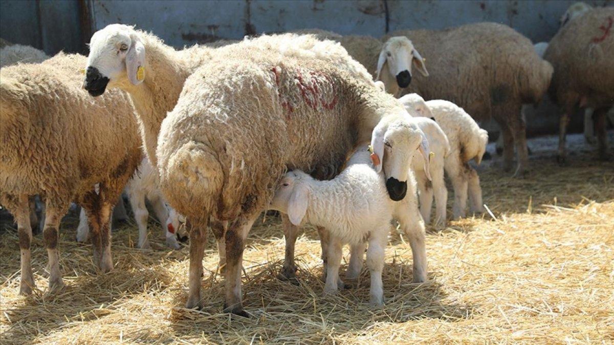 Sivas'ta baharın müjdecisi kuzular, annelerine kavuştu