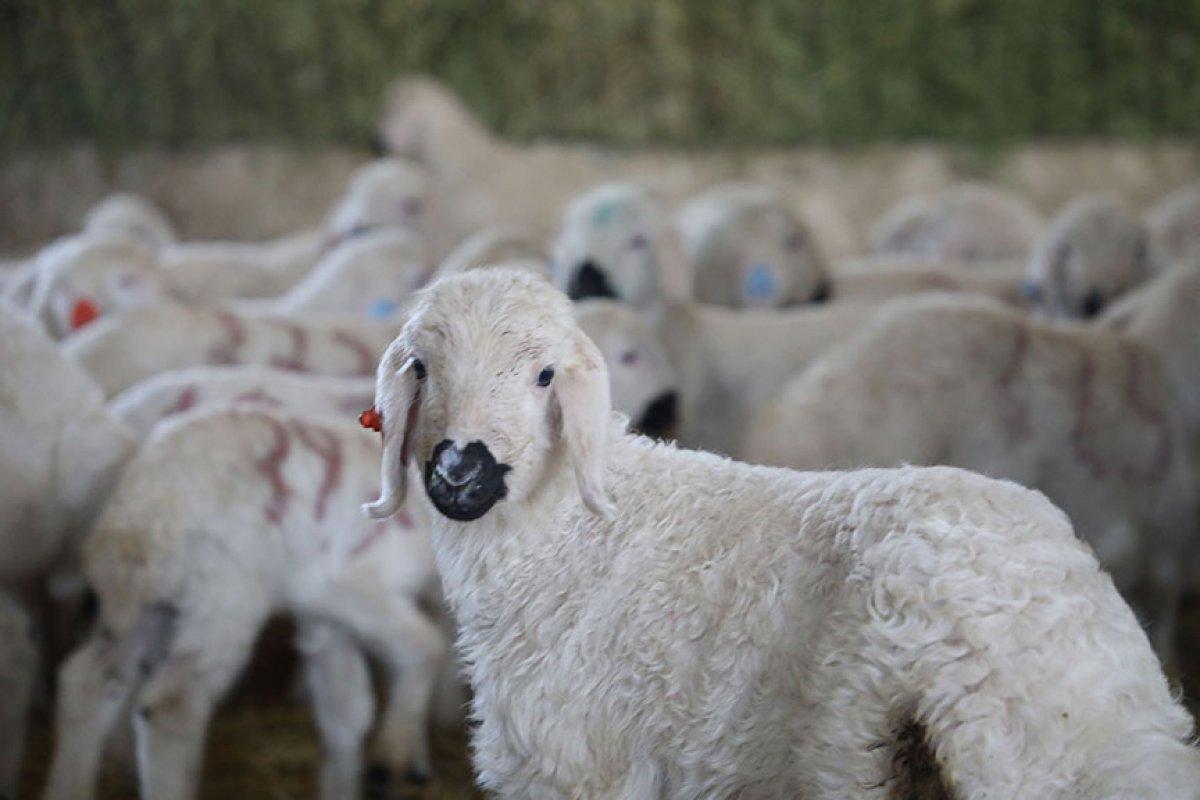 Sivas'ta baharın müjdecisi kuzular, annelerine kavuştu