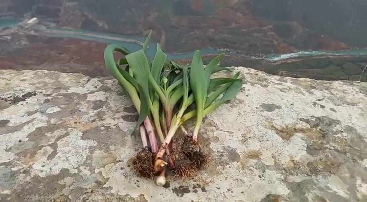 Siirt'te şifalı soryaz bitkisini toplamak için, dik yamaçlarda ölüme meydan okudu