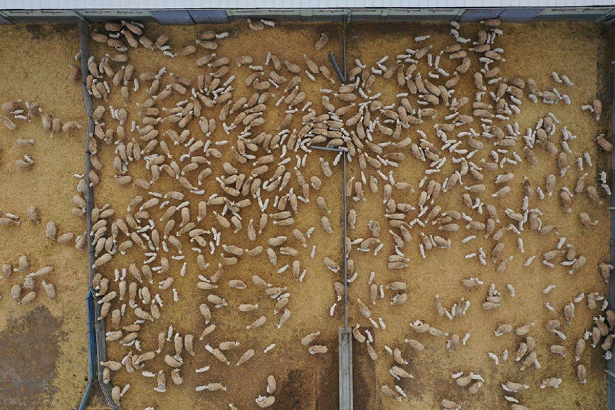 Sivas'ta baharın müjdecisi kuzular, annelerine kavuştu