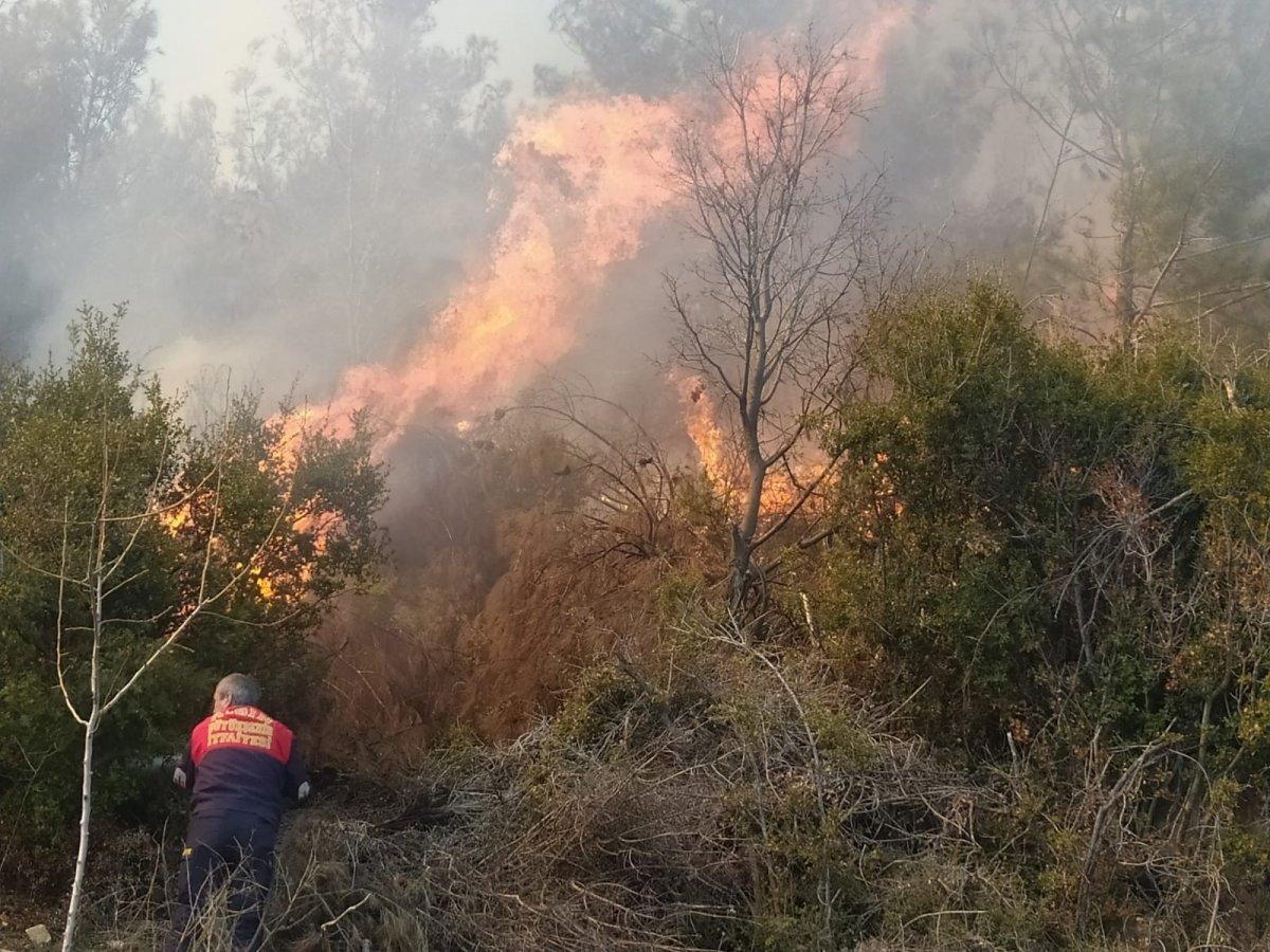 Aydın'da yemek pişirmek isterken ormanı yaktı