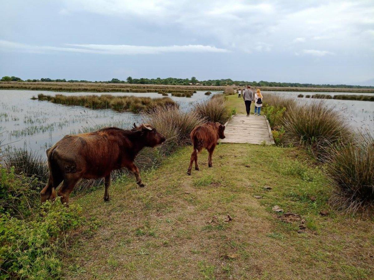 Samsun'da manda yetiştiren çiftçilere destek projeleri