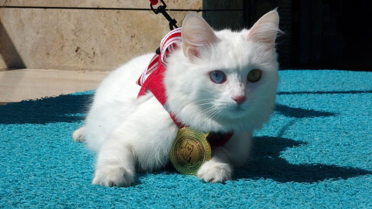Van'daki güzellik yarışmasının birincisi, ziyaretçilerin ilgi odağında