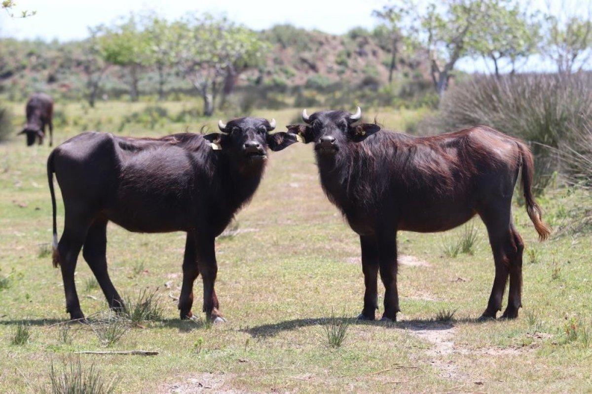 Samsun'da manda yetiştiren çiftçilere destek projeleri