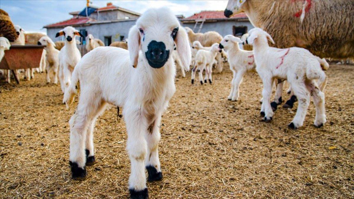 Ticaret Bakanlığı: Katar iddiaları gerçeği yansıtmıyor